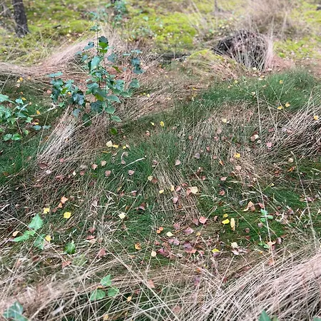Siedlisko Kozlowiec Dziemiany